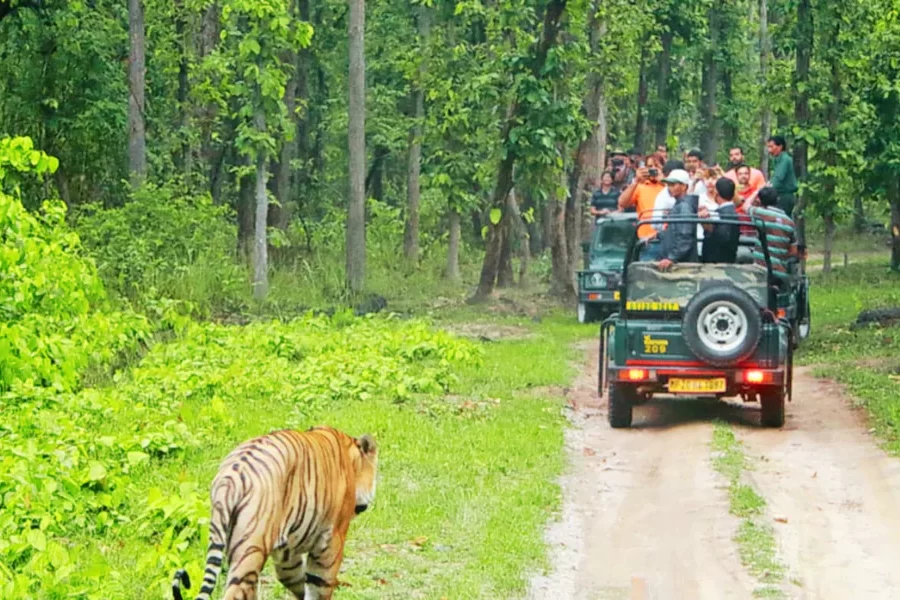 Bandipur National Park