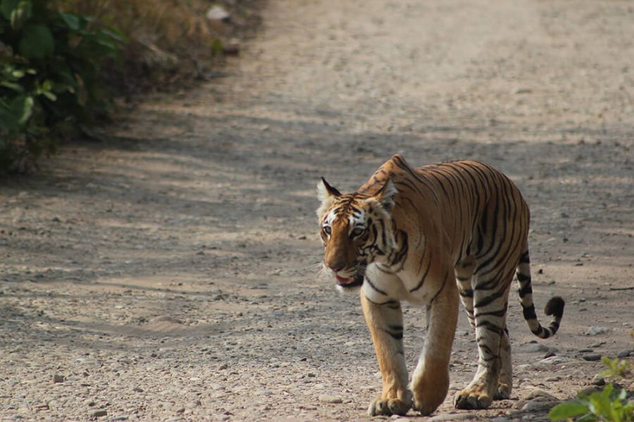 North India with Jim Corbett National Park