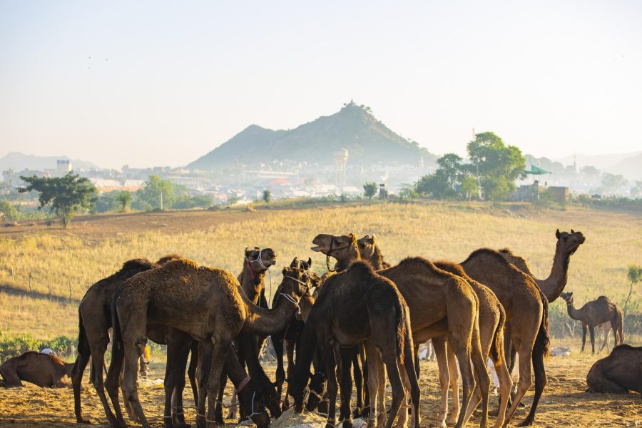 Golden Triangle with Pushkar