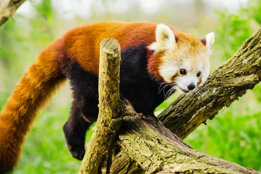 Maenam Wildlife Sanctuary