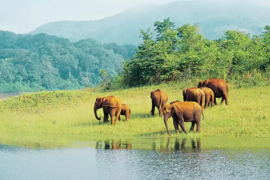 Periyar Wildlife Sanctuary