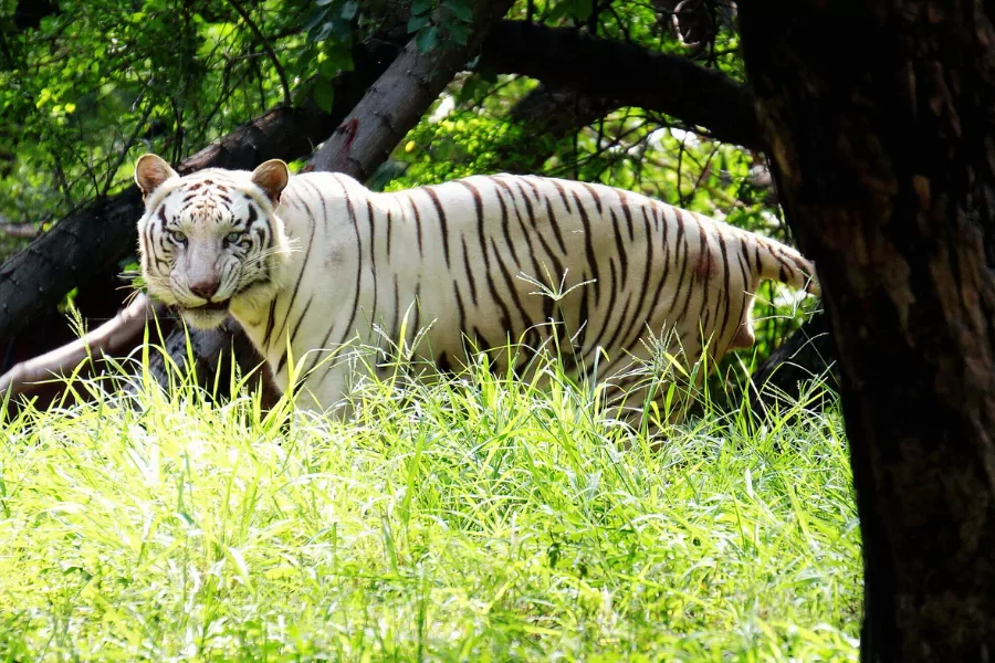 Royal Bengal Tiger