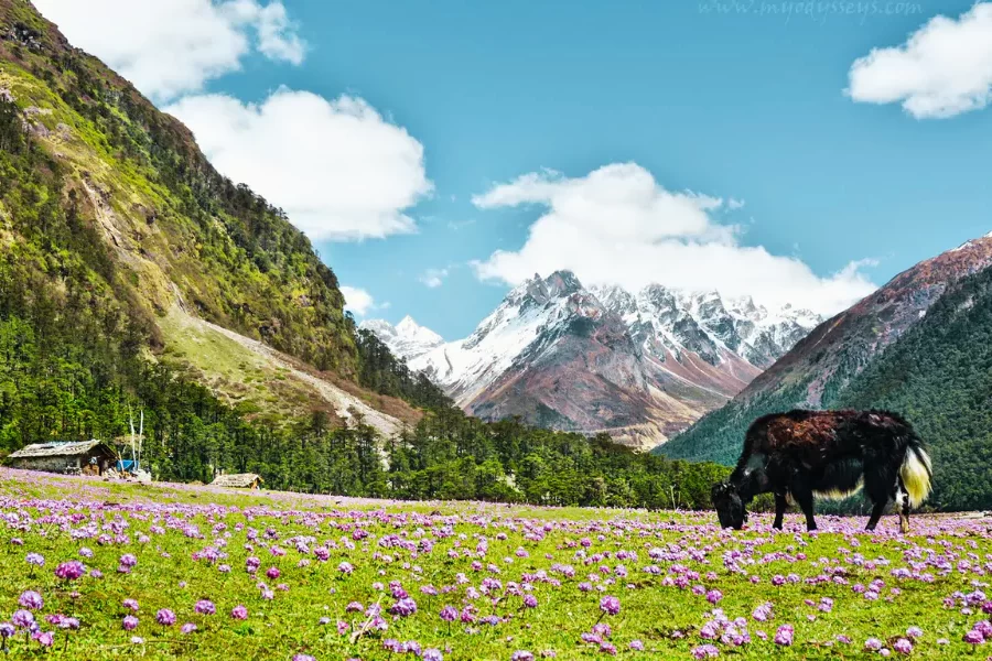 Yumthang Valley
