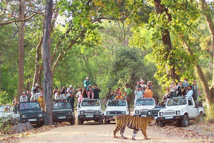 Bandhavgarh Jeep Safari
